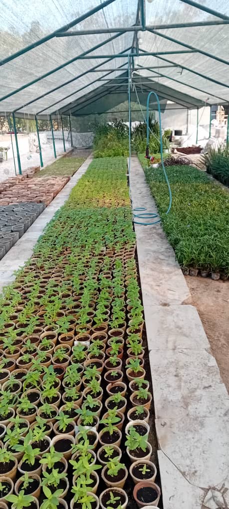 طراحی فضای سبز,روف گاردن،تراس گاردن،واولین طراح ومجری گیاهان بایوفیلیک در جنوب کشور